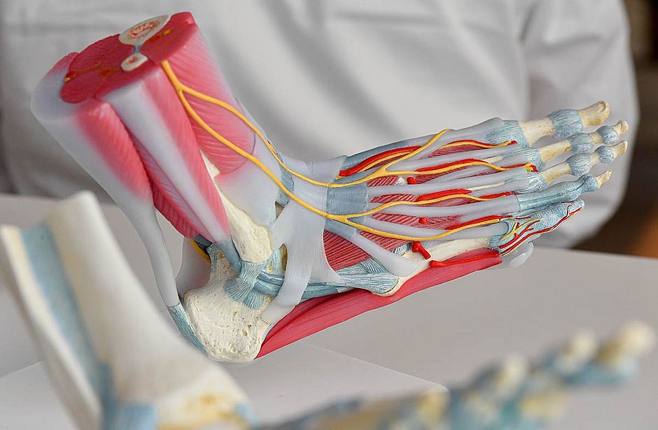 Der Fuß - Dr. med. André Morawe